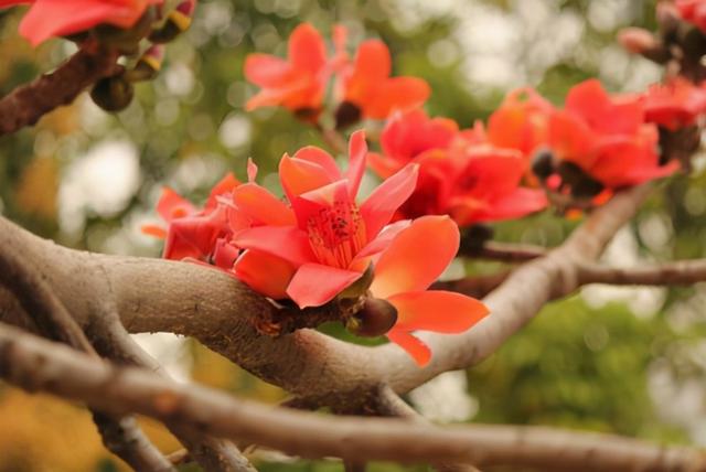 送你5朵小花花，平平无奇本领大！