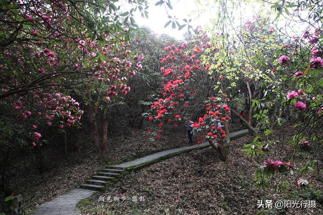 [旅行百事通]中国最大最美的高山杜鹃，没有之一（原创）@头条摄影