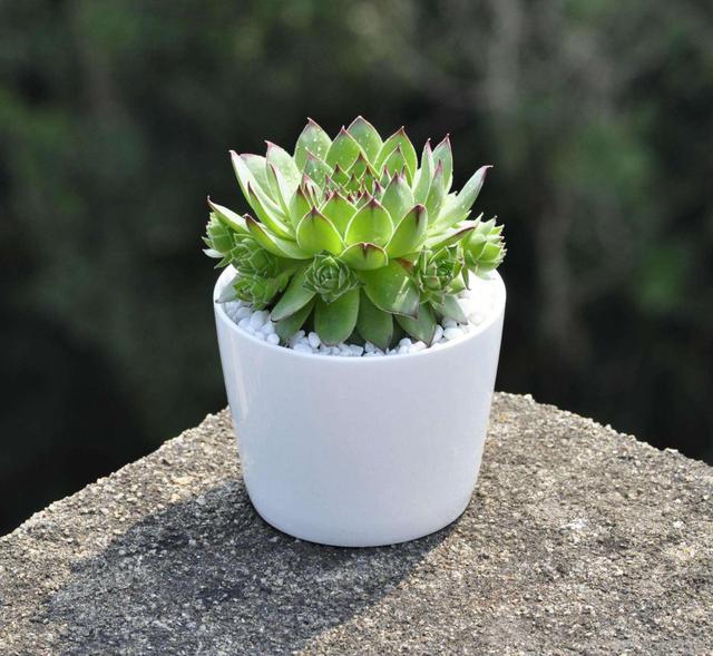 忙？喜欢养多肉？盆栽观音莲牢记此5点，好看又好养