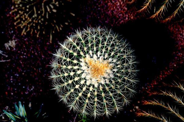 植物|上海：多肉植物的韵律之美