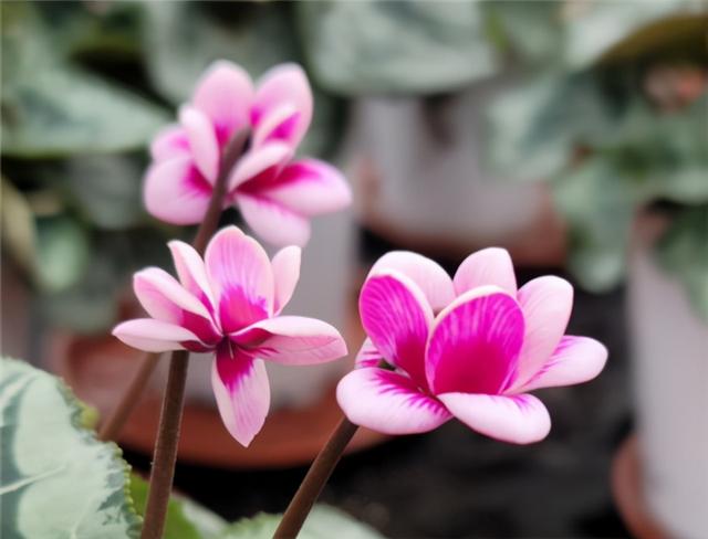 仙客来开花少？给足“肥力”，一直开到5月份