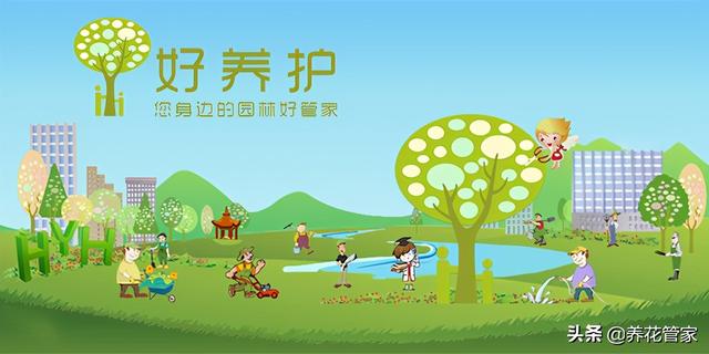 这五种花，安全系数高，家有老人小孩照样养