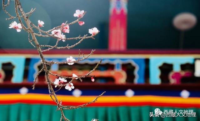 「世界那么大」春分，拉萨一树桃花的温柔倾诉