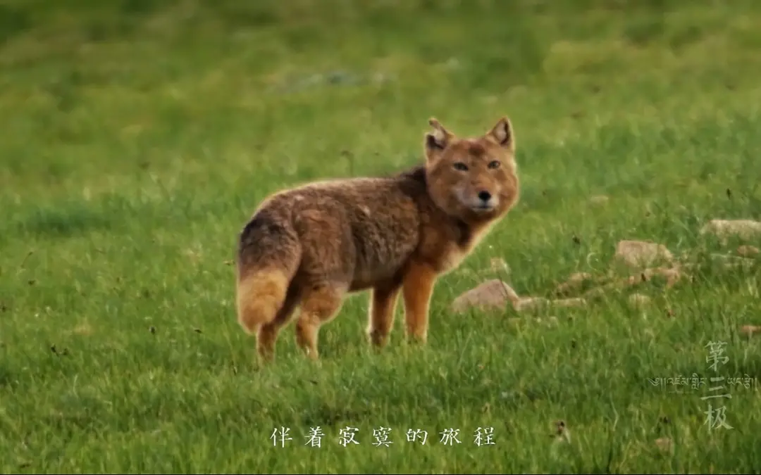 「文字上的青年」8部国产纪录片，让孩子深深认识到中国有多美！适合假期一起看