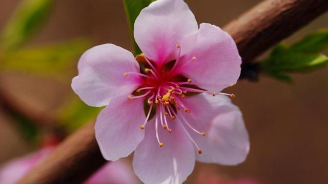 养育桃花时需要注意这几点，在家也能赏桃花，花团锦簇，美不胜收