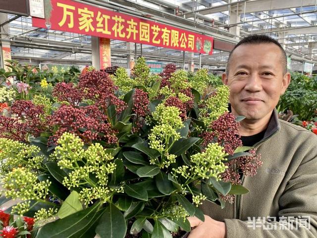 李村大集年宵花走“高级风”紫玉珊瑚高调登场