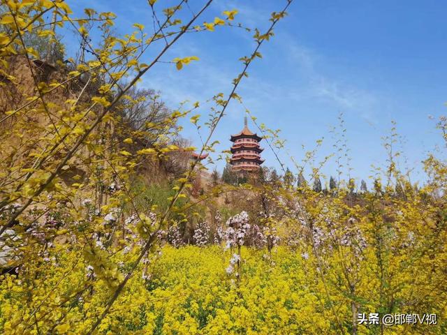 『世界那么大』复兴区邀您赏花献计