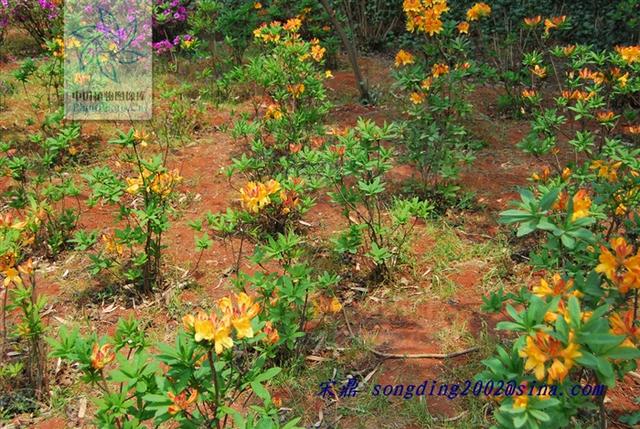 老虎花，见过吗？有大毒！用于风湿痹痛、痛风、皮肤顽癣