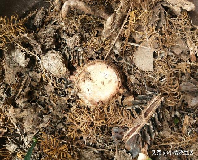 老君子兰切1刀，变年轻还能爆小苗，1株变9株，群兰真壮观