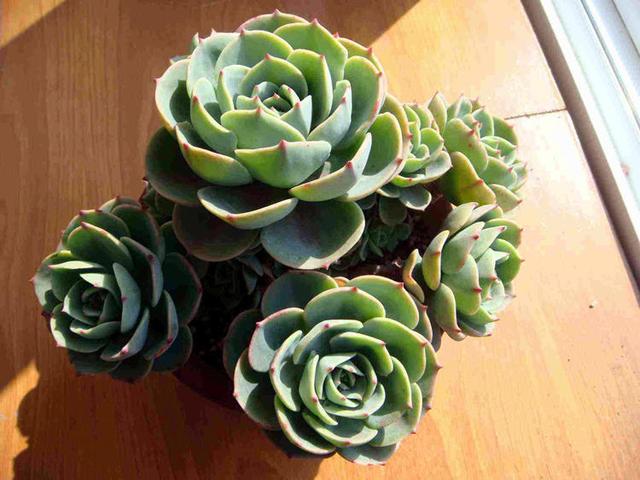 多肉玉蝶繁殖能力强，喜欢的人多，会养的却很少，你会吗？