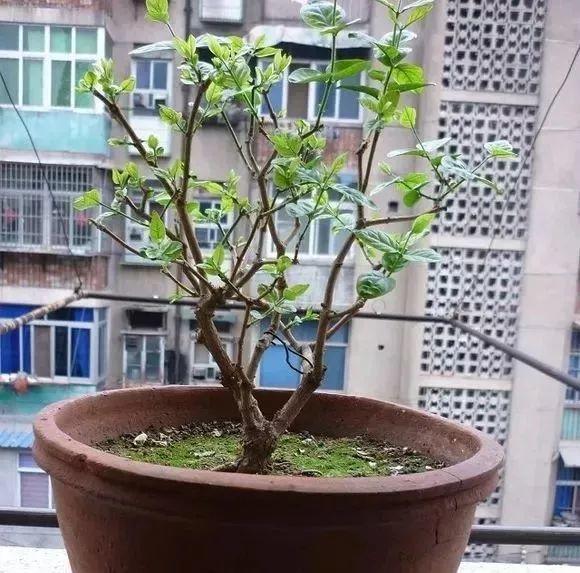 长寿花|这花就得饿着养，盆小水少，叶子越剪长得越旺！