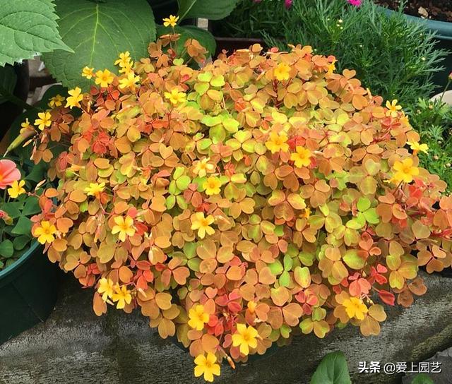 “植物杀手”也需要一个开满鲜花的春天，三种花满足你的成就感