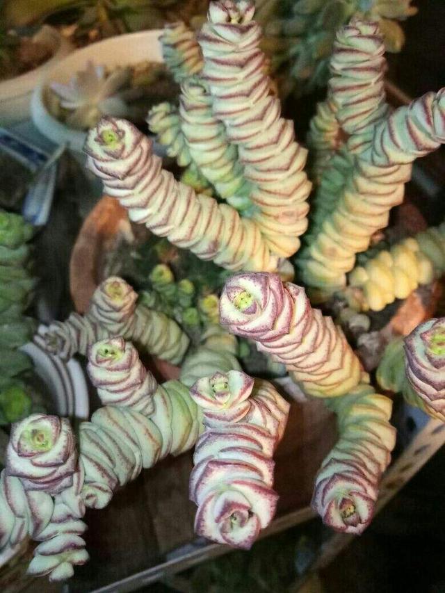 精致有质感的钱串，冬天养护注意4点，株型矮壮叶子胖嘟嘟