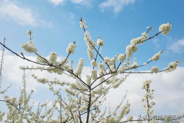 #旅行柚子君#云赏花 | 播州桃李石溪花开了!诗意般的画面,雪白一片~