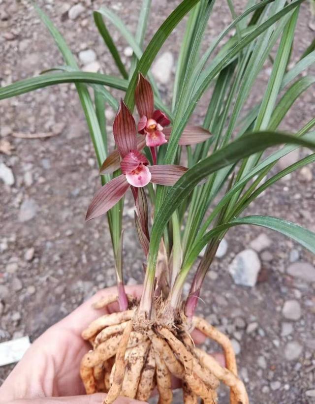 让人陶醉的兰花“醉红素”，花色艳丽，兰香醇正，勤花勤草还好养