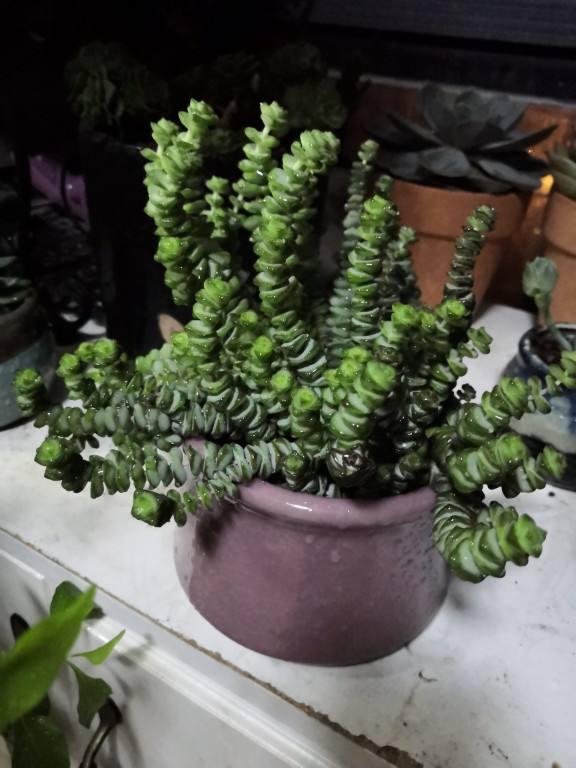 精致有质感的钱串，冬天养护注意4点，株型矮壮叶子胖嘟嘟