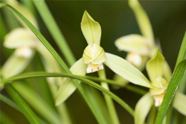 分享20种中国兰花