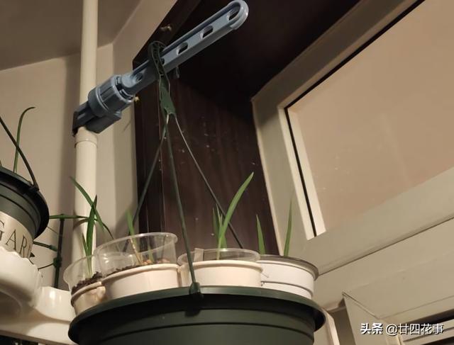 阳台很小，养不了太多花？巧用6个小方法，多养3倍还不止