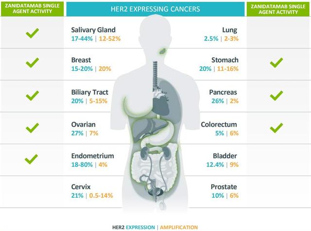 又一款“广谱抗癌”突破性潜力新药！HER2新药迈出临床第一步