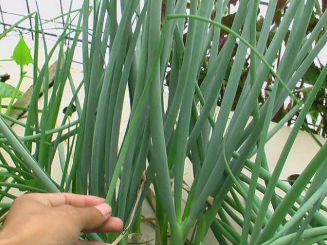 养花不如种菜，阳台种上4种菜，油绿漂亮，再冷不用出门买