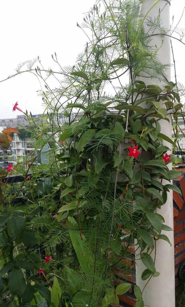 救命！入侵植物爬进院子，三年都杀不完