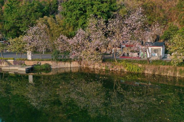 趣旅游@战“疫情” | 来星湖种下春天的希望,收获七彩的花海