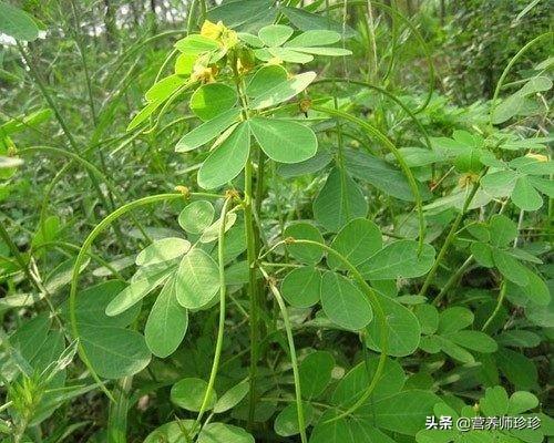 外形像花生苗，种子像绿豆，炒熟泡水喝，润肠通便，想瘦身的试试