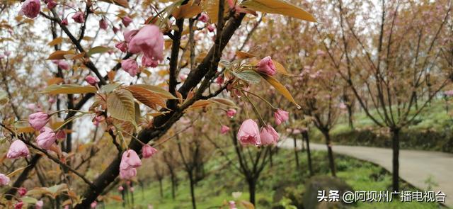 『玩乐足迹』阿坝州汶川县两项资金助力乡村旅游发展成效凸显