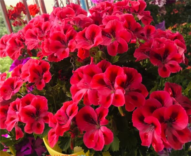 秋天插了就能活的花，插多少活多少，几天就生根