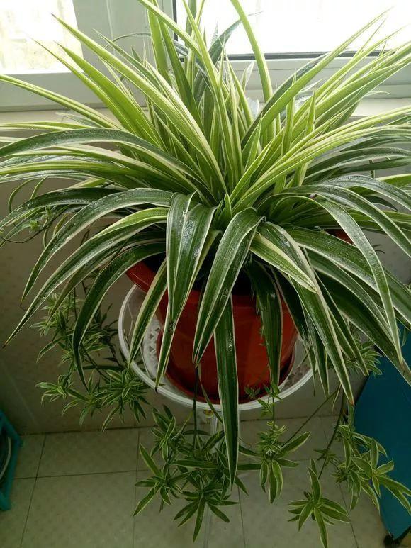 长寿花|这花就得饿着养，盆小水少，叶子越剪长得越旺！