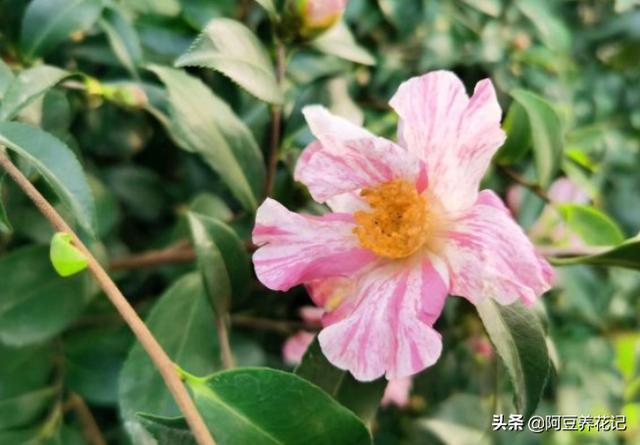 今年养“4种”花，花开后忘做1件事，容易导致花谢后枯萎