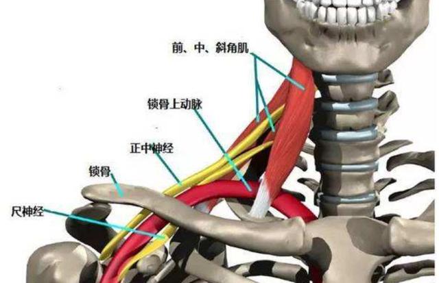 椎间孔镜|为什么颈椎病，肩膀疼痛会引起手臂麻木呢？在家要如何缓解