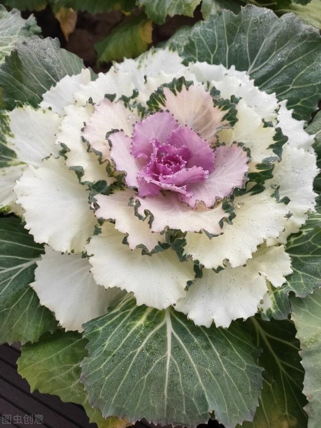 她家院子里冬天只种一种花，下雪也能常开不败，让人羡慕