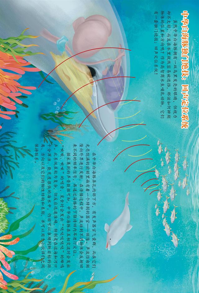你的育儿经▲绘本 | 中华白海豚小科普