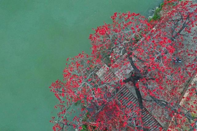 #世界那么大#实时好摄处:3月的佛山“红了”!木棉花绽放,嫣红惊艳时光