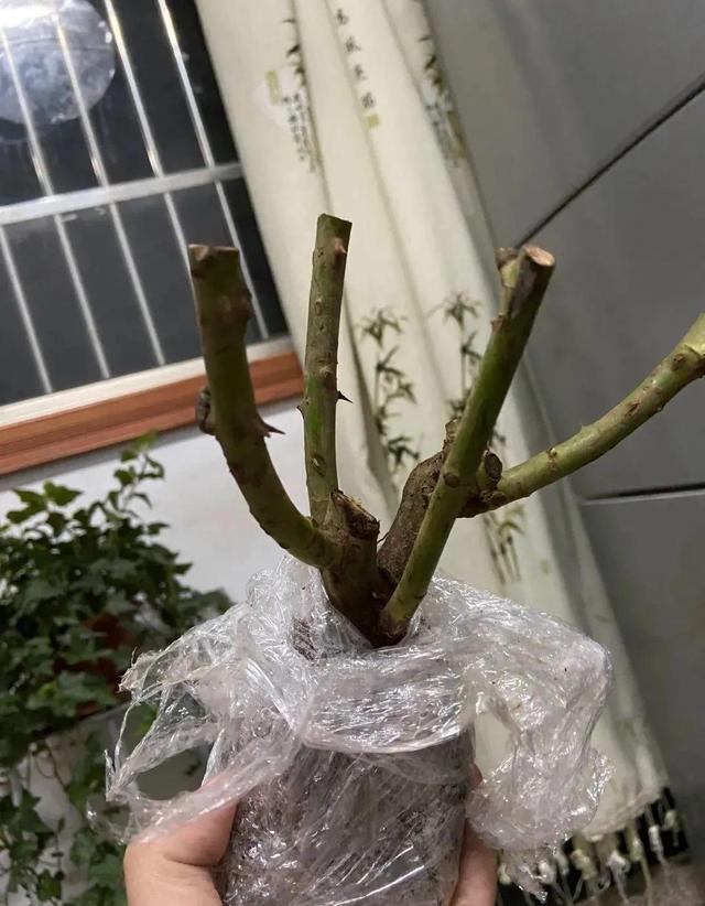 这花把根拽出来，2个月养成老桩，太轻松