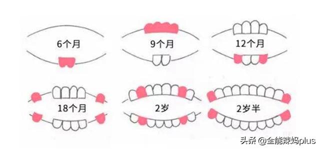 宝宝准确的出牙时间、顺序是什么？一张图告诉你，你家娃中了没