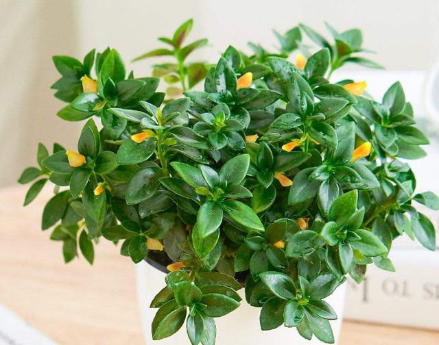 阳台养盆金鱼吊兰，满盆金鱼超漂亮，给点阳光就灿烂