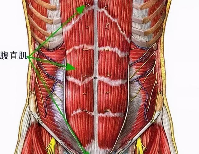 干货分享！深入剖析与腰痛相关的7块肌肉