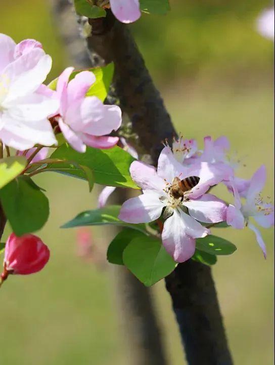 海棠|这里百余株海棠迎来盛花期