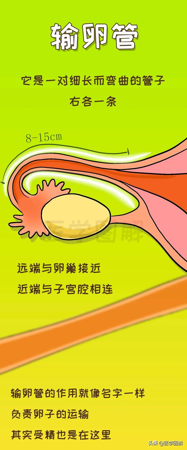 超级宝妈■女性怀孕的重要通道，不孕可能来自这里丨医学图解