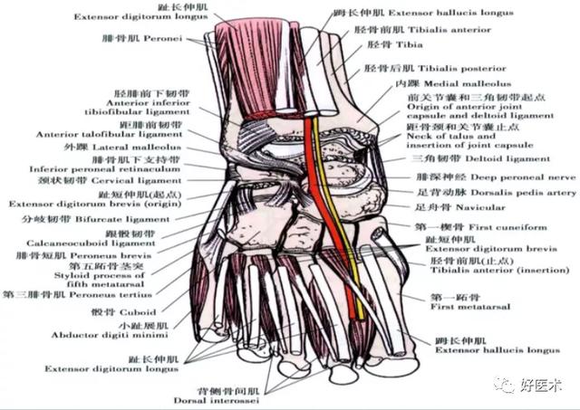 三角韧带: 胫距前韧带 胫舟韧带 胫跟韧带 胫距后韧带