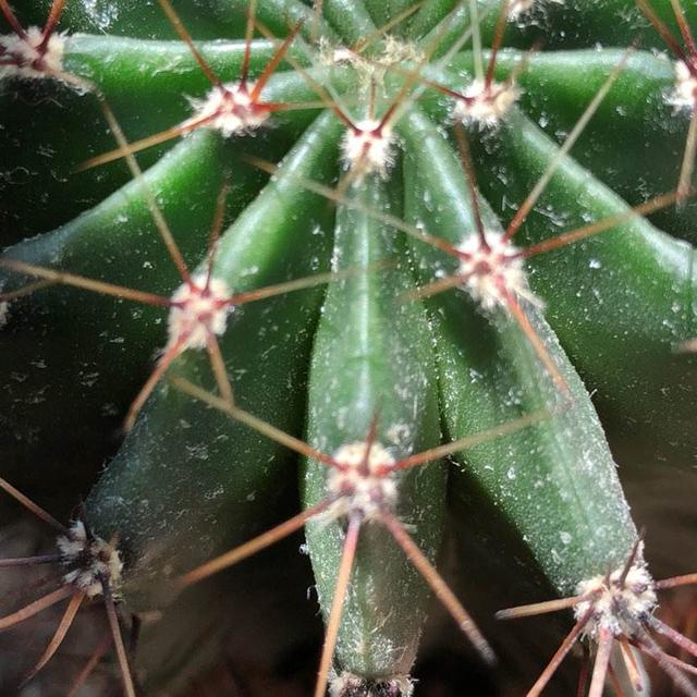 11月天气干旱，花卉容易生虫，自制杀虫水远离虫害