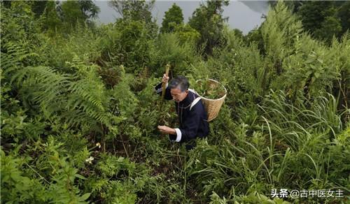 烟酒皆是药，就看你体质对不对应——老中医谈抽烟喝酒