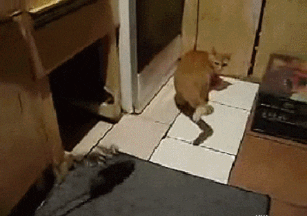 搞笑gif:小姐姐你这表情有点意思啊