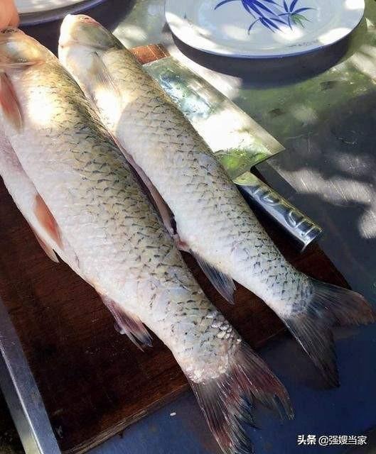 没地方熏腊鱼，试试酱油腊鱼，易学易做，色泽红亮，比熏鱼还好吃