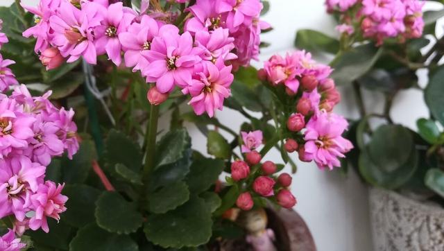 家有老人，5花相伴，远离权财，平平淡淡才是真