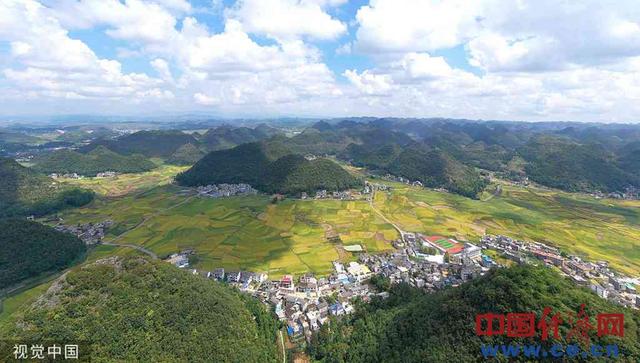 贵州省黔西南布依族苗族自治州安龙县的稻谷陆续成熟,人们抓住晴好