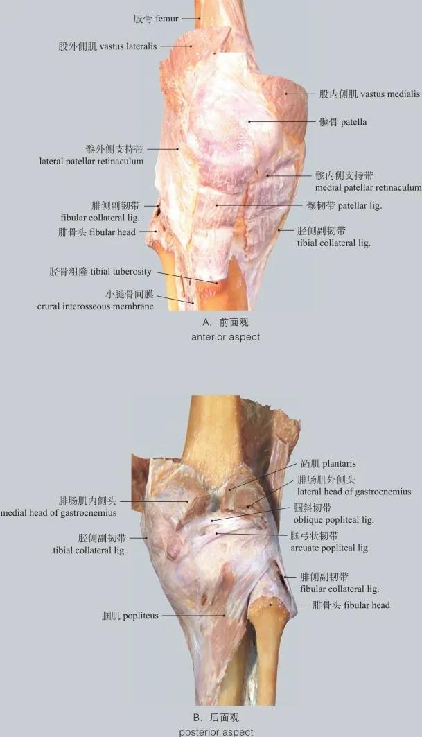 高清图谱 :运动系统：骨连结