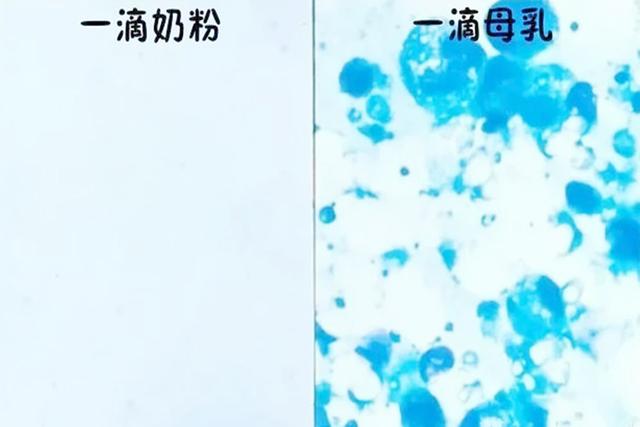 「超级宝妈」母乳放大1000倍是啥样？结果让妈妈们十分意外：不给娃早断奶好了
